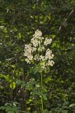Tall Meadow Rue, Thalictrum dasycarpum
