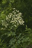 Tall Meadow Rue, Thalictrum dasycarpum