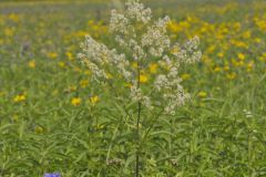 Tall Meadow Rue, Thalictrum dasycarpum