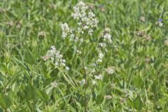 Tall Meadow Rue, Thalictrum dasycarpum