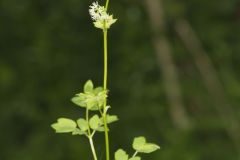 Tall Meadow Rue, Thalictrum dasycarpum