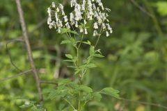 Tall Meadow Rue, Thalictrum dasycarpum