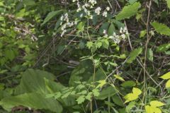 Tall Meadow Rue, Thalictrum dasycarpum