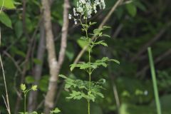 Tall Meadow Rue, Thalictrum dasycarpum