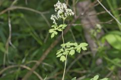 Tall Meadow Rue, Thalictrum dasycarpum