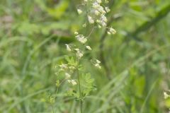 Tall Meadow Rue, Thalictrum dasycarpum