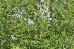 Tall Meadow Rue, Thalictrum dasycarpum