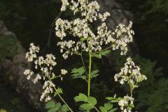 Tall Meadow Rue, Thalictrum dasycarpum