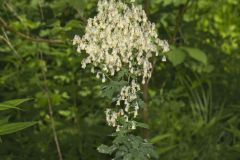 Tall Meadow Rue, Thalictrum dasycarpum