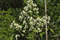 Tall Meadow Rue, Thalictrum dasycarpum