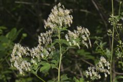 Tall Meadow Rue, Thalictrum dasycarpum
