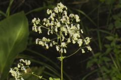 Tall Meadow Rue, Thalictrum dasycarpum