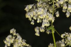 Tall Meadow Rue, Thalictrum dasycarpum