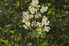 Tall Meadow Rue, Thalictrum dasycarpum