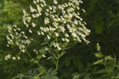 Tall Meadow Rue, Thalictrum dasycarpum