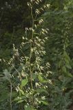 Tall Rattlesnakeroot, Nabalus altissimus