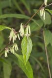 Tall Rattlesnakeroot, Nabalus altissimus