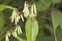 Tall Rattlesnakeroot