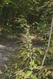 Tall Rattlesnakeroot, Nabalus altissimus