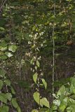 Tall Rattlesnakeroot, Nabalus altissimus