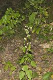 Tall Rattlesnakeroot, Nabalus altissimus