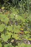 Tall Rattlesnakeroot, Nabalus altissimus