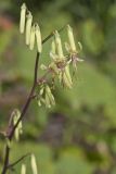 Tall Rattlesnakeroot, Nabalus altissimus