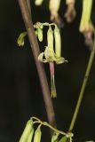 Tall Rattlesnakeroot, Nabalus altissimus