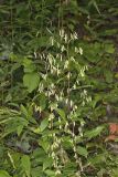 Tall Rattlesnakeroot, Nabalus altissimus