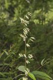 Tall Rattlesnakeroot, Nabalus altissimus