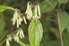 Tall Rattlesnakeroot, Nabalus altissimus