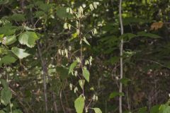 Tall Rattlesnakeroot, Nabalus altissimus