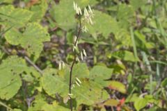 Tall Rattlesnakeroot, Nabalus altissimus