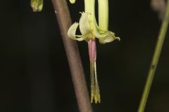 Tall Rattlesnakeroot, Nabalus altissimus