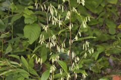 Tall Rattlesnakeroot, Nabalus altissimus
