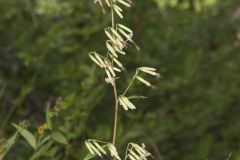 Tall Rattlesnakeroot, Nabalus altissimus