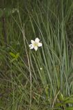 Tall Thimbleweed, Anemone virginiana