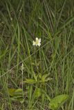 Tall Thimbleweed, Anemone virginiana