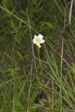 Tall Thimbleweed, Anemone virginiana