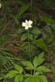 Tall Thimbleweed, Anemone virginiana