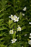 Tall Thimbleweed, Anemone virginiana