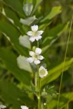 Tall Thimbleweed, Anemone virginiana