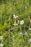 Tall Thimbleweed, Anemone virginiana