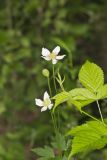 Tall Thimbleweed, Anemone virginiana