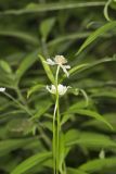 Tall Thimbleweed, Anemone virginiana