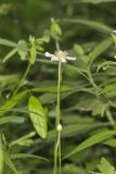 Tall Thimbleweed, Anemone virginiana