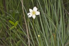 Tall Thimbleweed, Anemone virginiana Tall Thimbleweed, Anemone virginiana