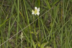 Tall Thimbleweed, Anemone virginiana Tall Thimbleweed, Anemone virginiana