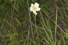 Tall Thimbleweed, Anemone virginiana Tall Thimbleweed, Anemone virginiana