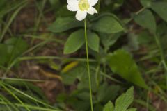 Tall Thimbleweed, Anemone virginiana Tall Thimbleweed, Anemone virginiana